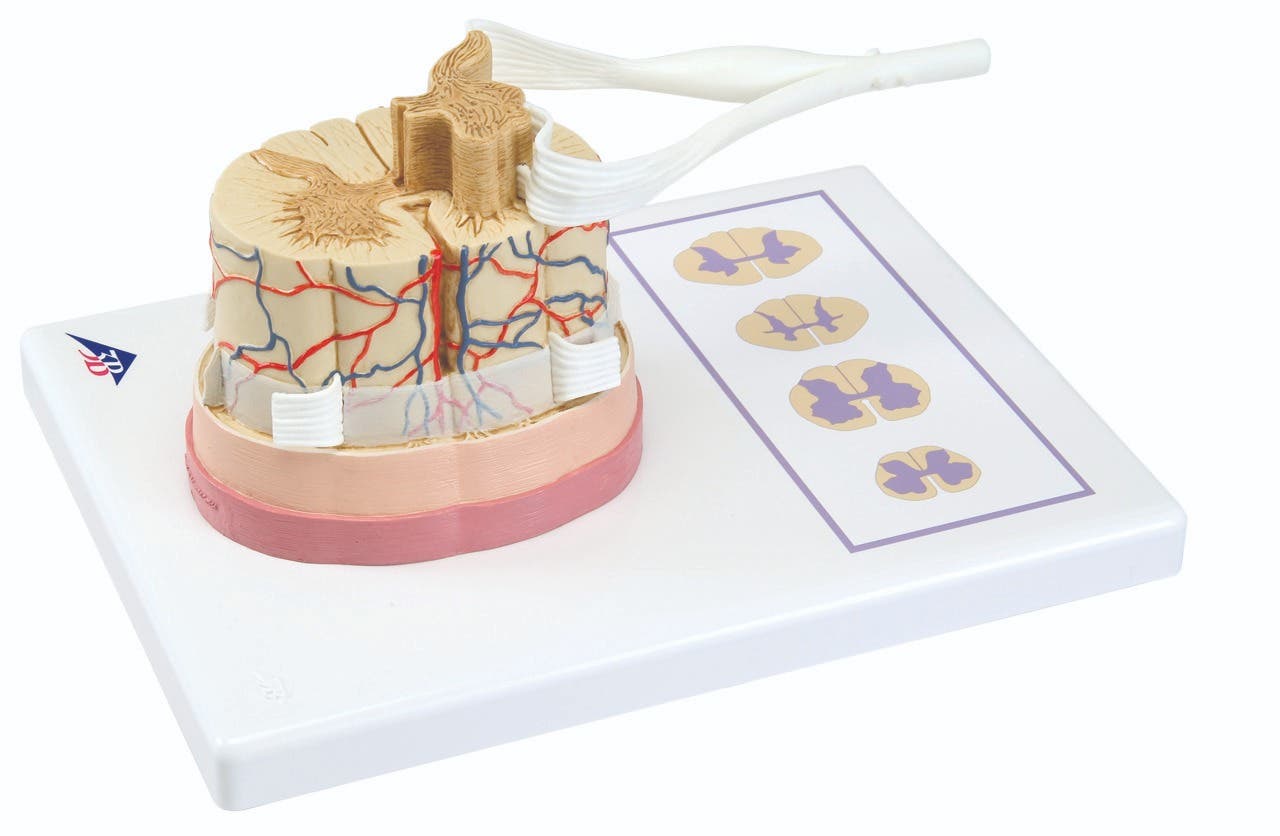 AnatomicalModel:SpinalCordw/NerveBranches