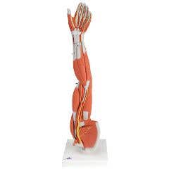 3bScientificAnatomicalModel-RegularMuscularArm6-Part-AnatomicalModel-RegularMuscularArm6-Part