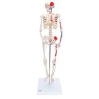 3b Scientific Anatomical Model - Shorty The Mini Skeleton With Muscles On Mounted Base - Anatomical Model - Shorty The Mini Skeleton With Muscles On Mounted Base