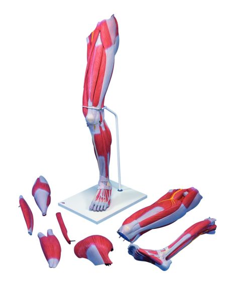 Anatomical model: muscular leg, 7-part