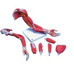 3b Scientific Anatomical Model - Deluxe Muscular Arm 6-Part - Anatomical Model - Deluxe Muscular Arm 6-Part